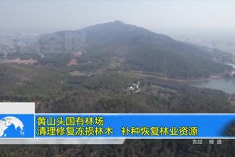 黄山头国有林场：清理修复冻损林木 补种恢复林业资源