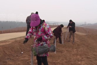 临澧：种植香水柚致富增收