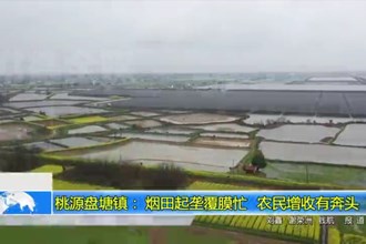 桃源盘塘镇： 烟田起垄覆膜忙 农民增收有奔头