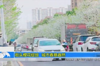 武陵：街头樱花绽放 城市春意盎然