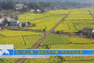 石门夹山镇：油菜花节开幕 共赴万亩花海
