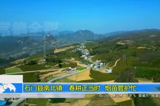石门县南北镇：春耕正当时 烟苗管护忙