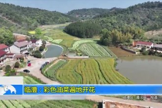 临澧：彩色油菜遍地开花