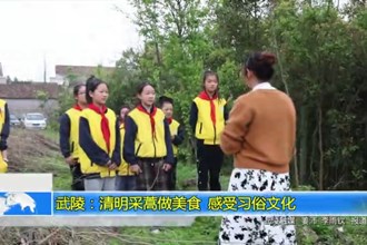 武陵：清明采蒿做美食 感受习俗文化
