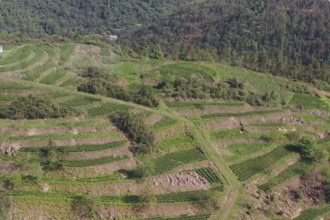 石门大同山国有林场：茶园吐绿 春茶飘香