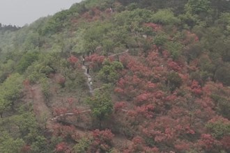 临澧太浮山：映山红花开正艳 赏花游络绎不断