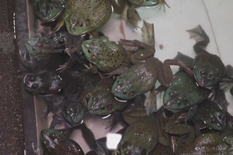 常德市首次出口牛蛙到阿联酋