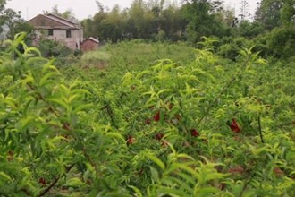 汉寿县纸料洲村：黄桃枝头“穿新衣” 满园订单不愁销