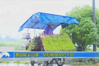 澧县城头山镇：早稻秧苗及时下田