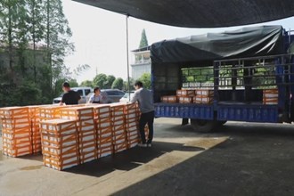 安乡：小龙虾振兴乡村大产业