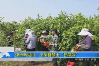 津市新湖村：小桑葚酿出“新滋味”