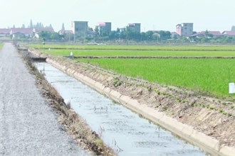 安乡：稻螺共生 助农增收