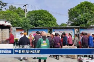 鼎城区花园村：产业帮扶送鸡苗