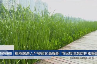 福寿螺进入产卵孵化高峰期 市民应注意防护和鉴别
