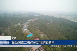 武陵：救助国家二级保护动物黑冠鹃隼