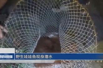 石门：野生娃娃鱼现身澧水