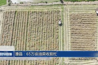 澧县：65万亩油菜收割忙