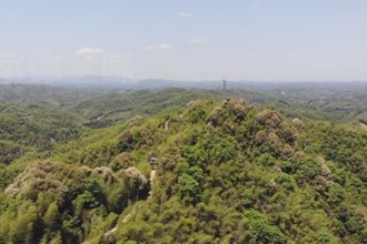 鼎城：烟剂薰杀竹煌 守护绿水青山