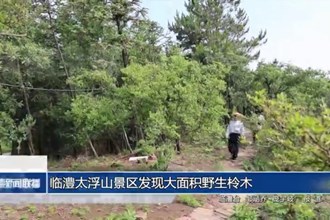 临澧太浮山景区发现大面积野生柃木生长