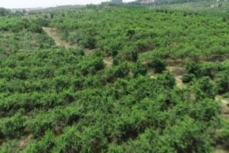 鼎城区石公桥镇：黄桃喜迎丰收