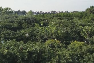 鼎城：湿地好生态 众多鹭鸟栖