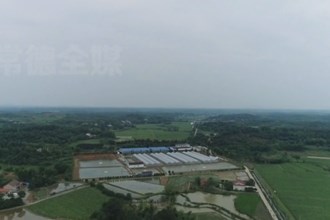 临澧：用好边角旮旯地 油茶种植创新高