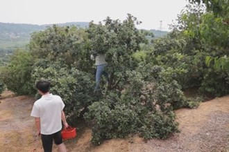 祁金纬：返乡深耕“小果园” 扎根乡村促振兴