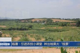 临澧：引进农技小课堂 种出柚果大“钱景”