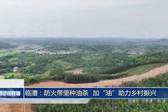 临澧：防火带里种油茶 加“油”助力乡村振兴