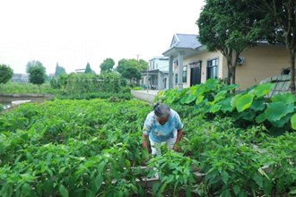 安乡：党建引领村民自治 人居环境焕新颜