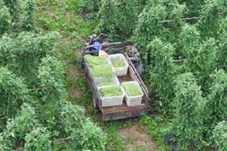 安乡：蔬菜产业拓宽致富路