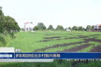 澧县：多彩稻田绘出乡村振兴画卷