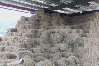 津市：秸秆变“废”为“宝” 特种养殖促农增收