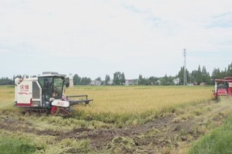安乡：8000亩高标准农田丰收