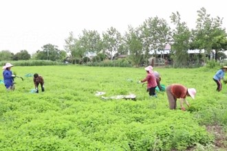 津市毛里湖：薄荷飘香采摘忙 “清凉”产业助增收