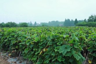 安乡：罗洲冬瓜丰收 乡村产业兴旺