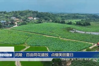 武陵：百亩荷花盛放 点缀美丽夏日
