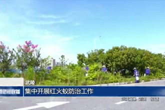 武陵：集中开展红火蚁防治工作