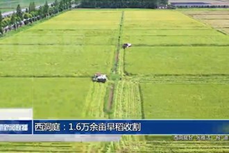 西洞庭：1.6万余亩早稻收割