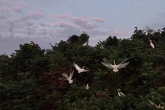 花岩溪国家森林公园：引鹭回归 带火“美丽经济”