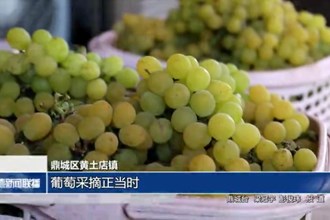 鼎城：葡萄采摘正当时