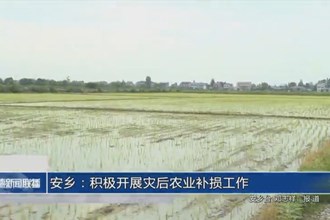 安乡：积极开展灾后农业补损工作