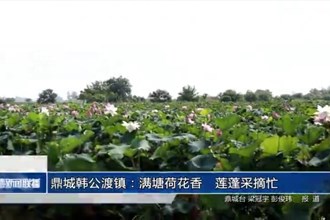 鼎城韩公渡镇：满塘荷花香　莲蓬采摘忙