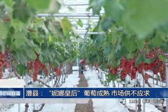 澧县：“妮娜皇后”葡萄成熟 市场供不应求