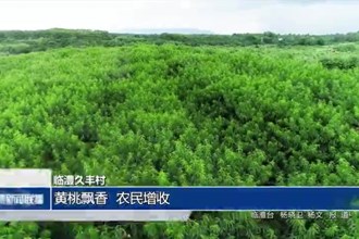 临澧久丰村：黄桃飘香 农民增收