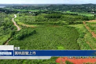 临澧：黄桃甜蜜上市