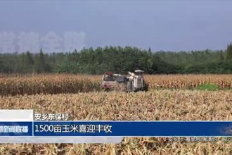 安乡东保村：1500亩玉米喜迎丰收