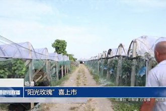 临澧：“阳光玫瑰”喜上市