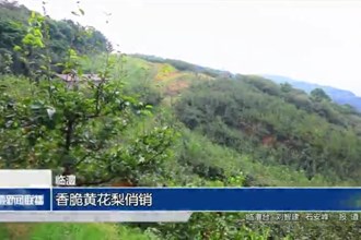 临澧：香脆黄花梨俏销