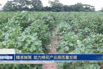 汉寿：精准施策 助力棉花产业高质量发展